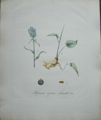 antique print (prent). - Phyteuma Nigrum. (Pentandria Monogynia) Violetkleurig Raponsje. Dunkelviolett faerbige Rapunzel, Rapwurzel, Waldrapuenzel.