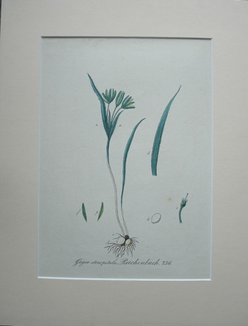 antique print (prent) - Gagea stenopatala. (Coronariae. Asphodeleae). Smalbladige vogelmelk. Schmallblaettriger Milchstern.