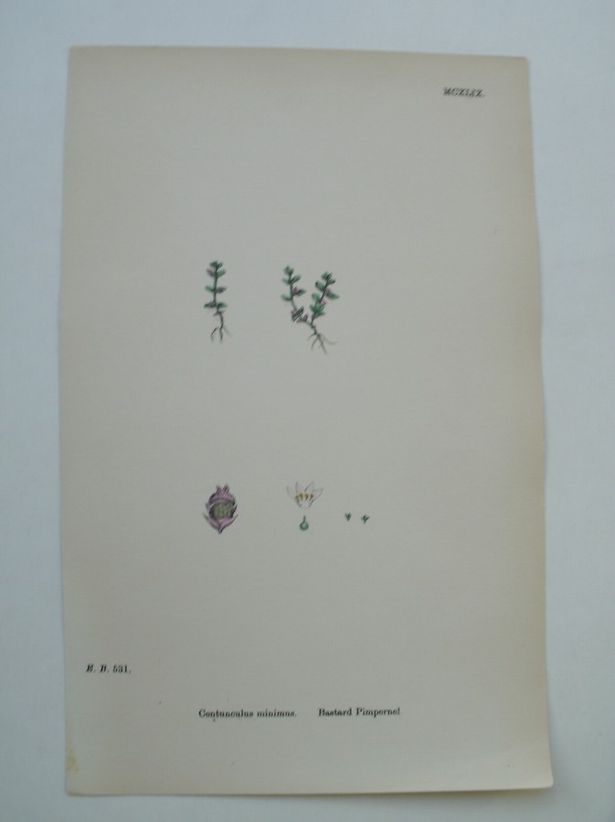 antique print (prent) - Bastard pimpernel. Centunculus minimus.