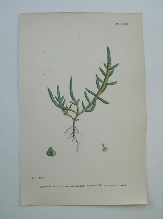 antique print (prent) - Common Marsh-samphire. Salicornia herbacea, var.procumbens. (Kortarige zeekraal).