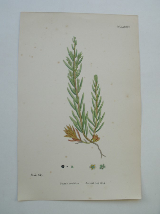 antique print (prent) - Suaeda maritima. Annual Sea-Blite. (Klein schorrenkruid).