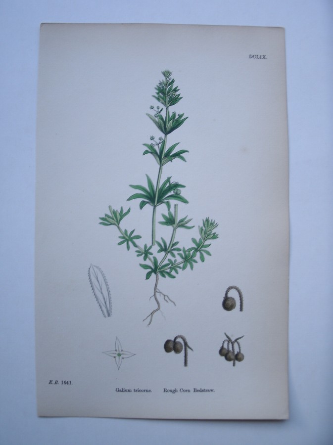 antique print (prent) - Galium tricorne. Rough corn bedstraw. (Driehoornig walstro).