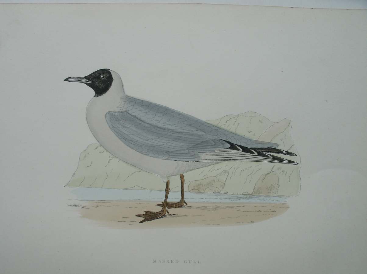 antique print (prent) - Masked Gull. Bird print.