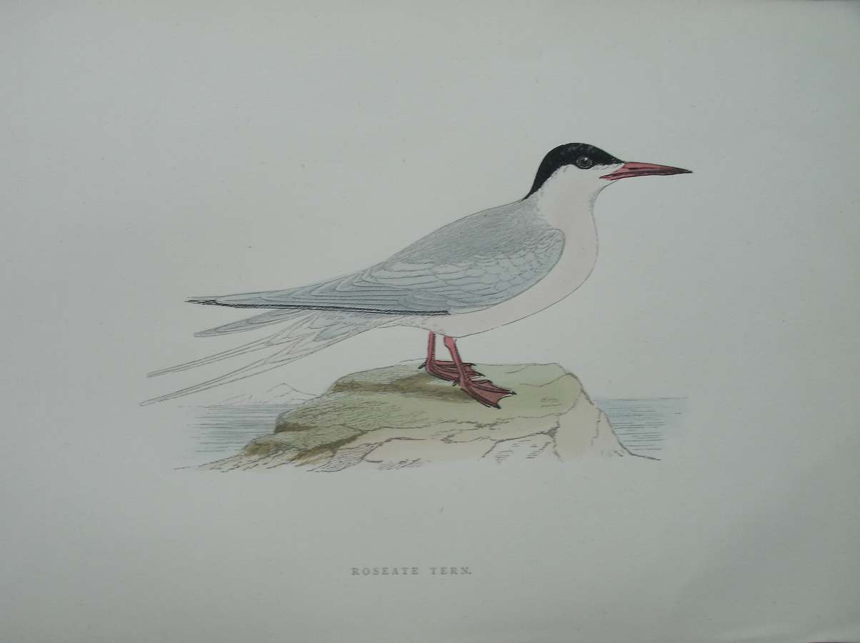 antique print (prent) - Roseate Tern. Bird print. (Dougalls Stern)