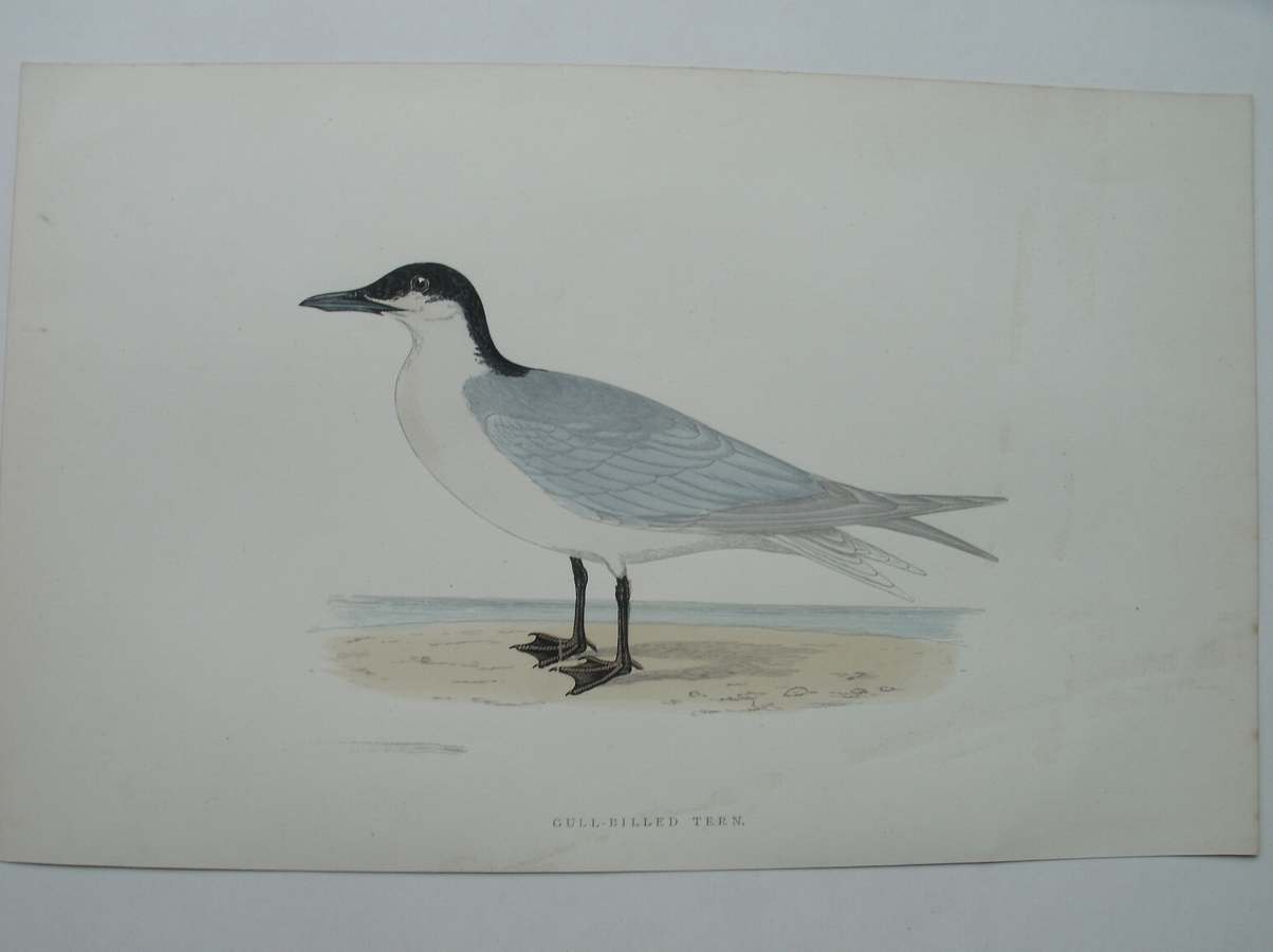 antique print (prent) - Gull-billed Tern. Bird Print. (Lachstern).