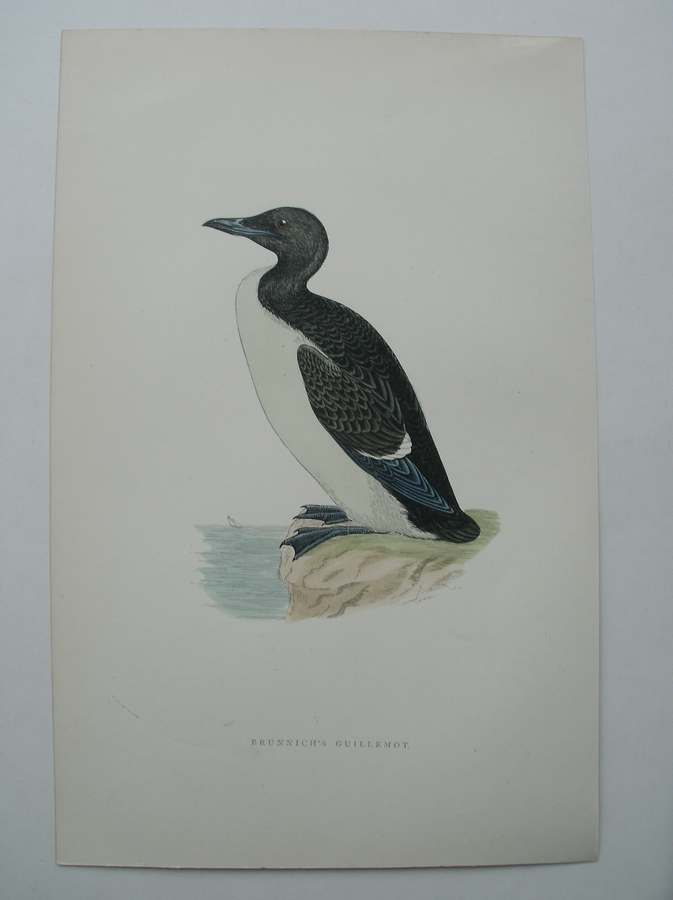 antique print (prent) - Brunnich`s Guillemot. Bird print. (Zeekoet).