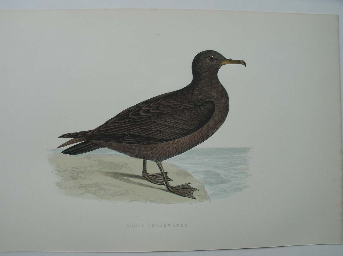 antique print (prent) - Sooty Shearwater. Bird print. (Grauwe pijlstaartstormvogel)