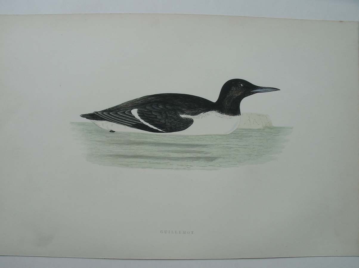 antique print (prent) - Guillemot. Bird print. (Zeekoet).