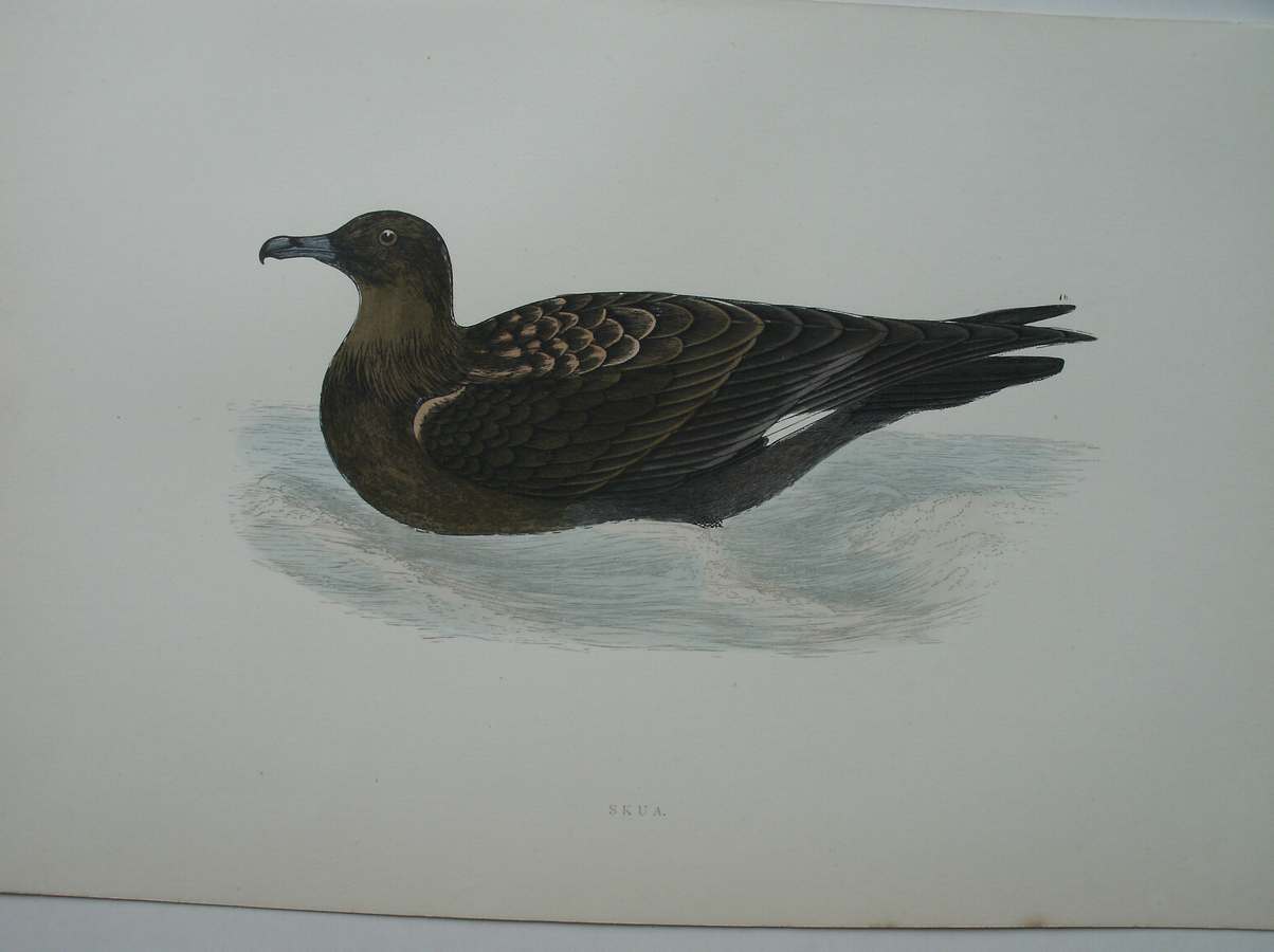 antique print (prent) - Skua. Bird print. (Grote jager).