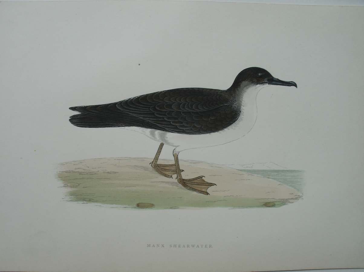 antique print (prent) - Manx Shearwater. Bird print. (Noordse pijlstormvogel)