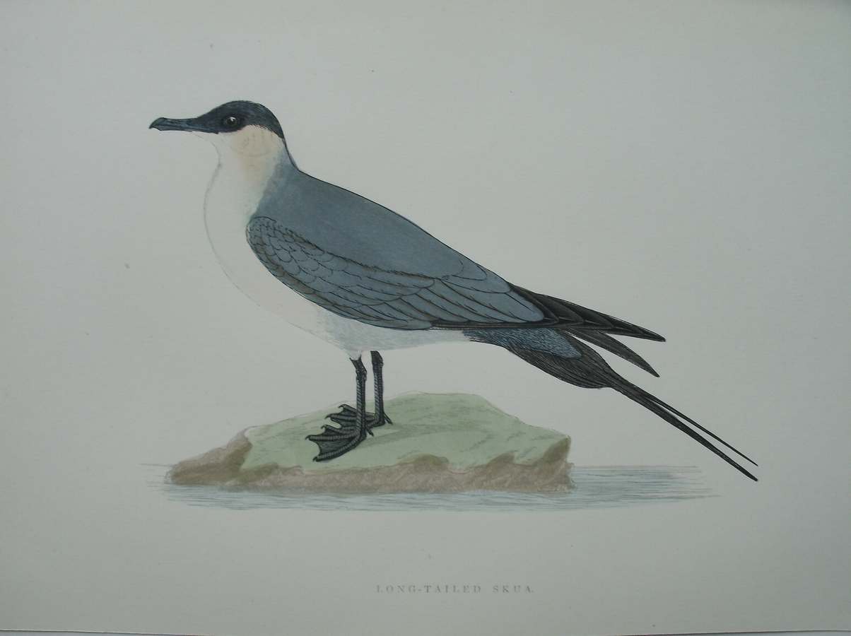 antique print (prent) - Long-tailed Skua. Bird print. (Kleinste jager).