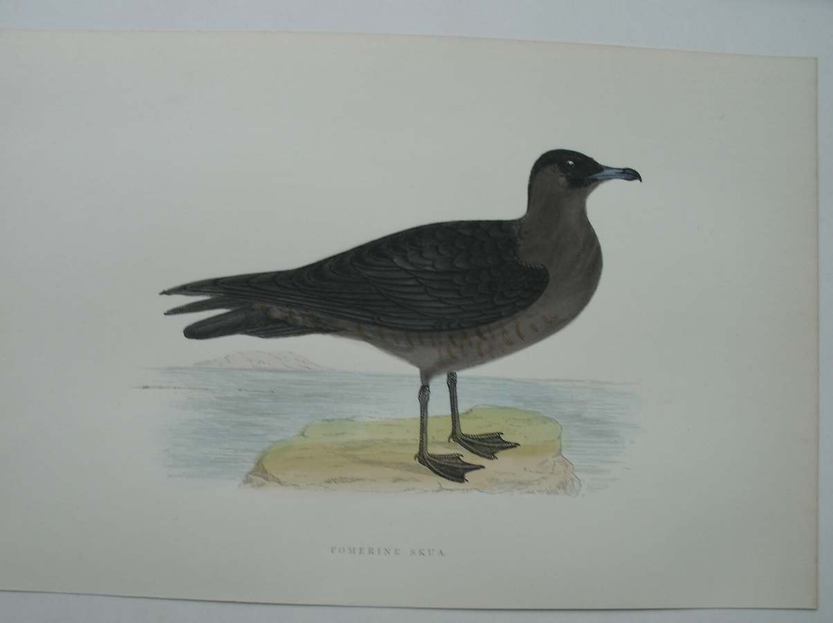 antique print (prent) - Pomerine Skua. Bird print. (Middelste Jager).