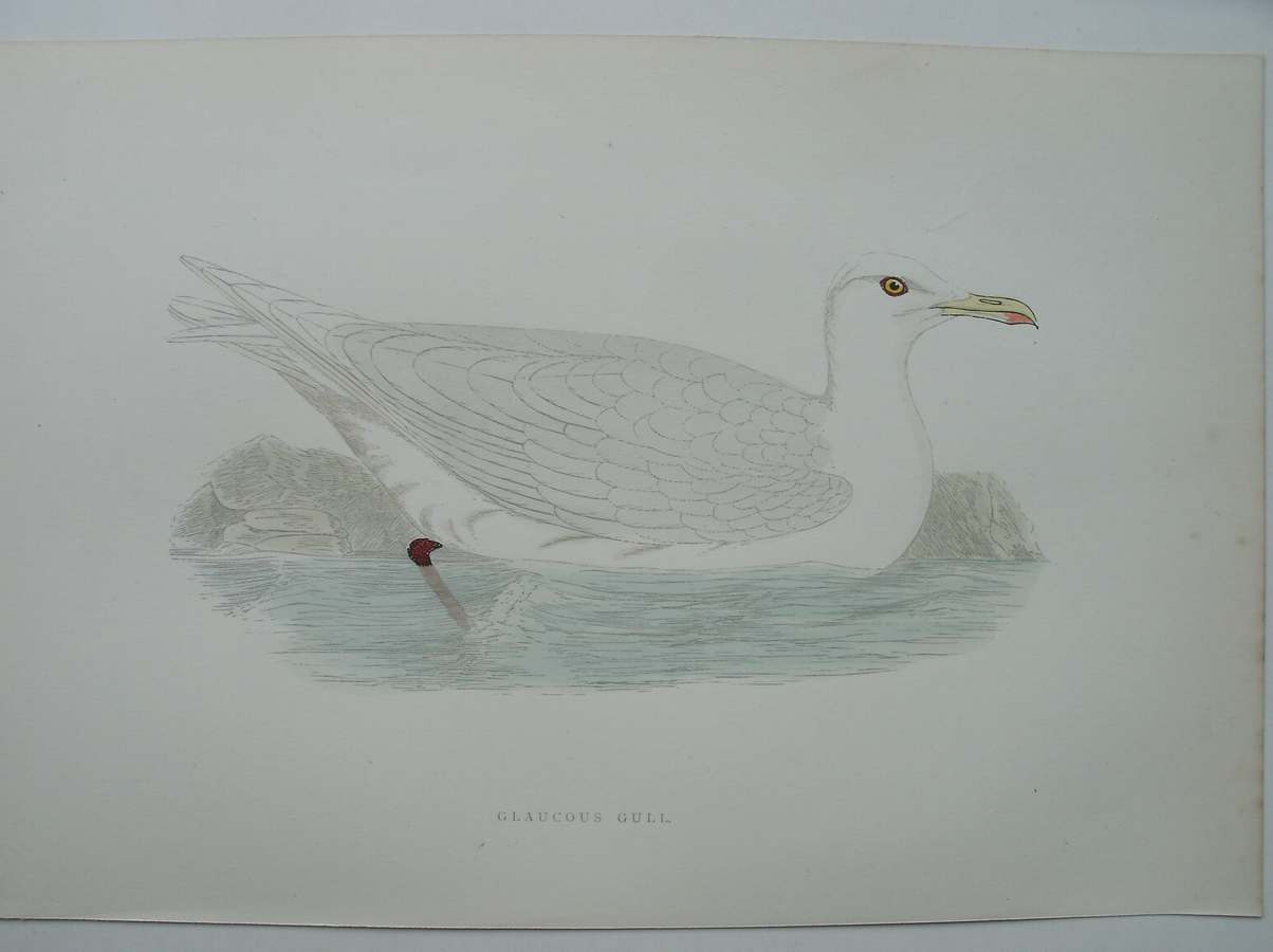 antique print (prent) - Glaucous Gull. Bird print. (Grote Burgemeester).