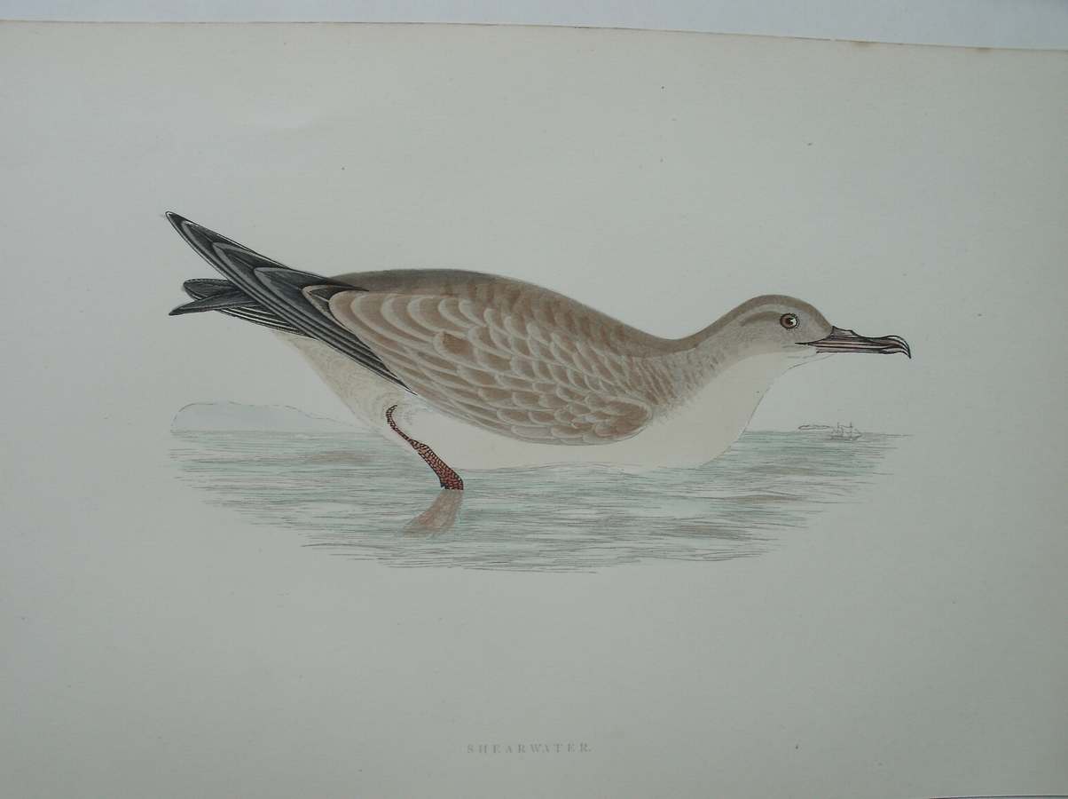 antique print (prent) - Shearwater. Bird print. (Stormvogel).