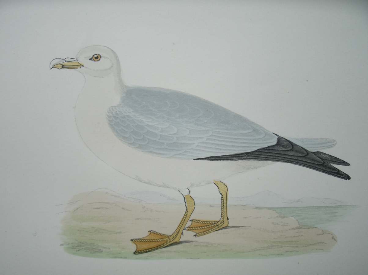antique print (prent) - Fulmar. Bird print. (Noordse Stormvogel).