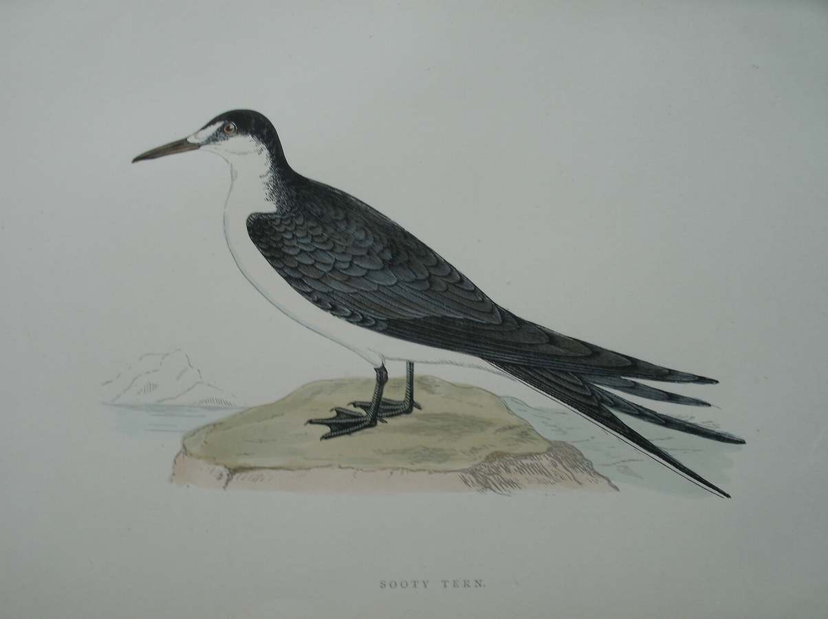 antique print (prent) - Sooty Tern. Bird print.