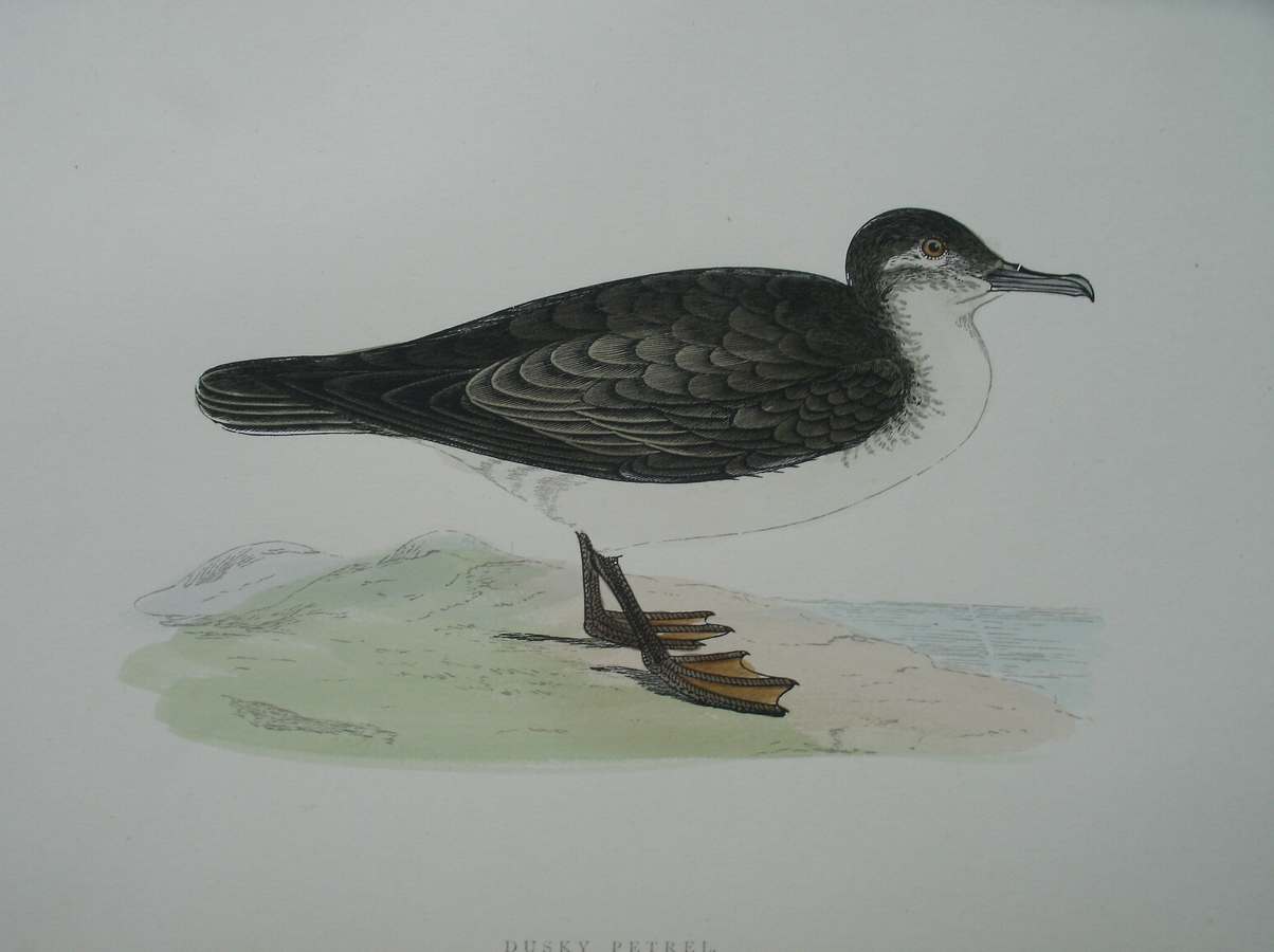 antique print (prent) - Dusky Petrel. Bird print.
