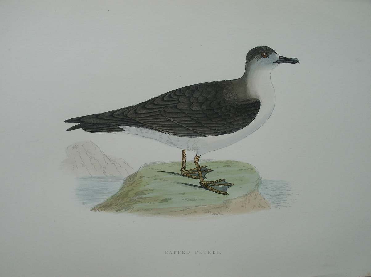 antique print (prent) - Capped Petrel. Bird print. (Zwartkapstormvogel).