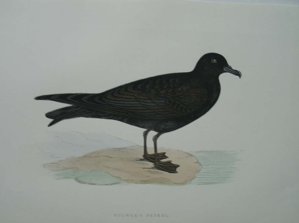 antique print (prent) - Bulwer`s Petrel. Bird print. (bulwers stormvogel)