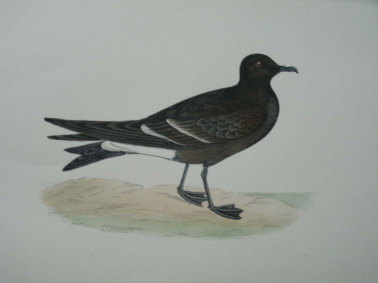 antique print (prent) - Leach`s Petrel. Bird print. (vale stormvogeltje)