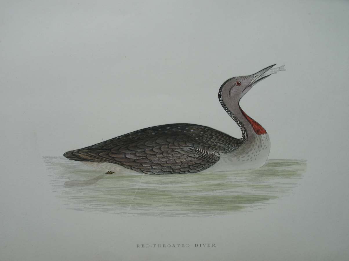 antique print (prent) - Red-throated Diver. Bird print. (Roodkeelduiker).