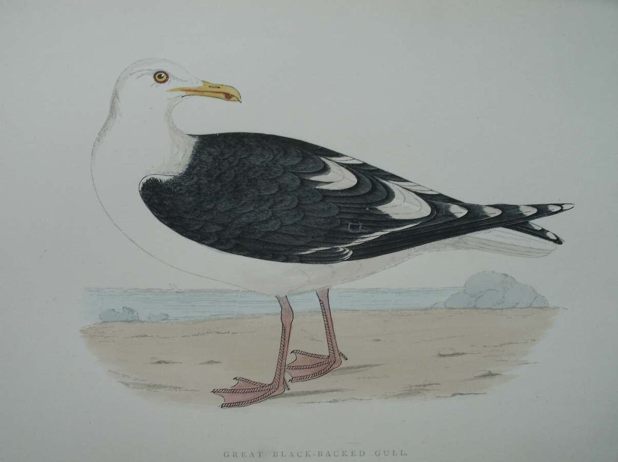 antique print (prent) - Great black-backed gull. Bird print. (Reuzenzwartkopmeeuw).