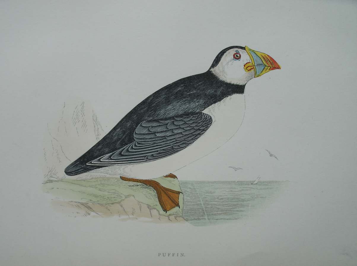 antique print (prent) - Puffin. Bird print. (Papegaaiduiker).