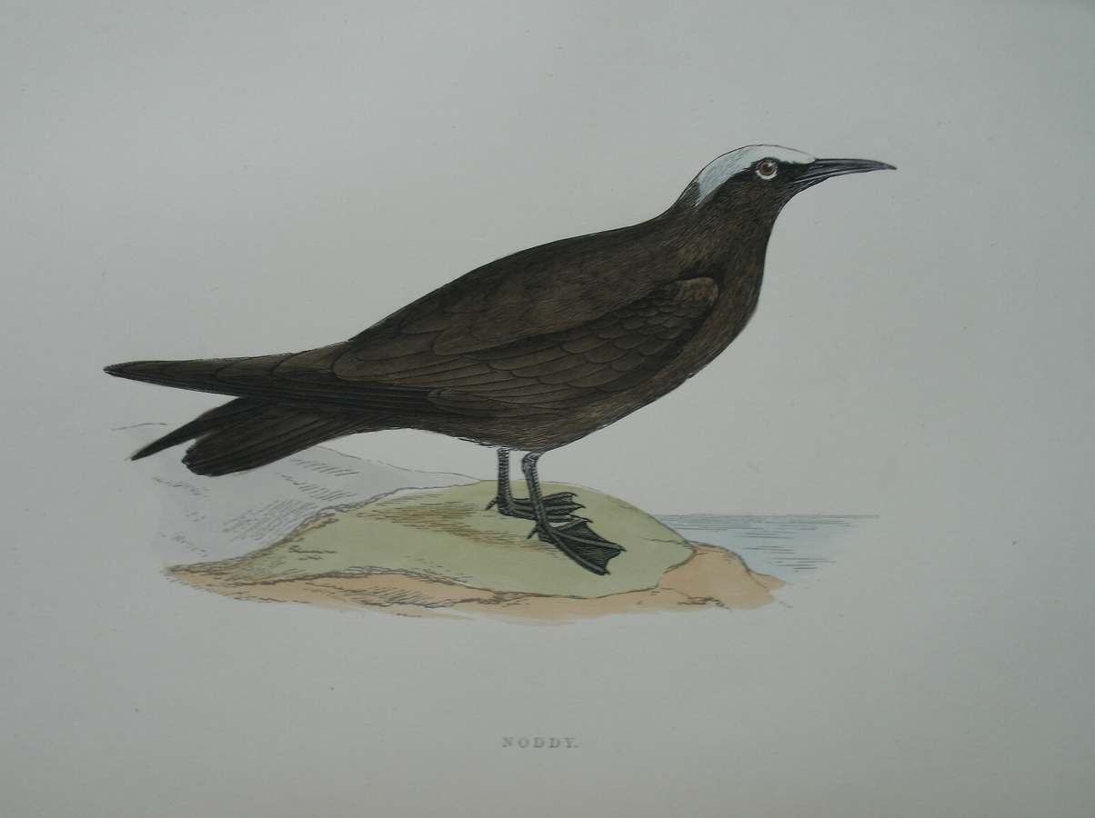 antique print (prent) - Noddy. Bird print.