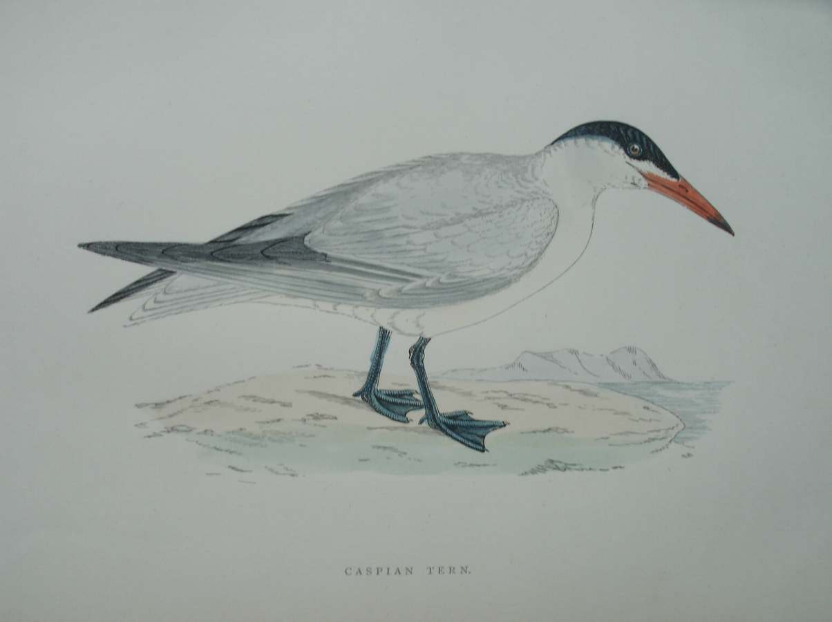 antique print (prent) - Caspian Tern. Bird print. (Reuzen stern).