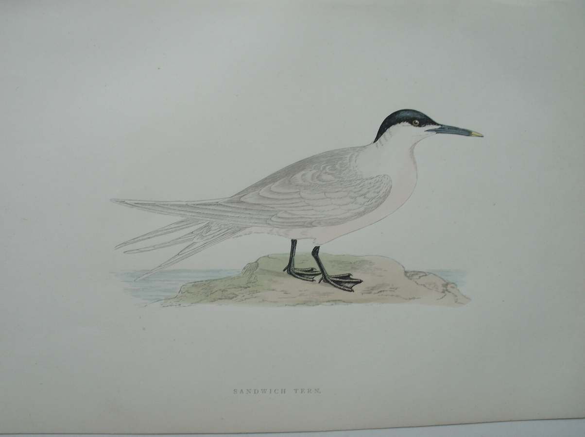 antique print (prent) - Sandwich Tern. Bird print. (Grote Stern).
