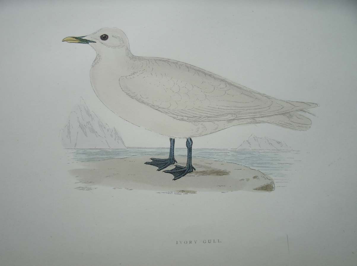 antique print (prent) - Ivory Gull. Bird print. (Ivoormeeuw).