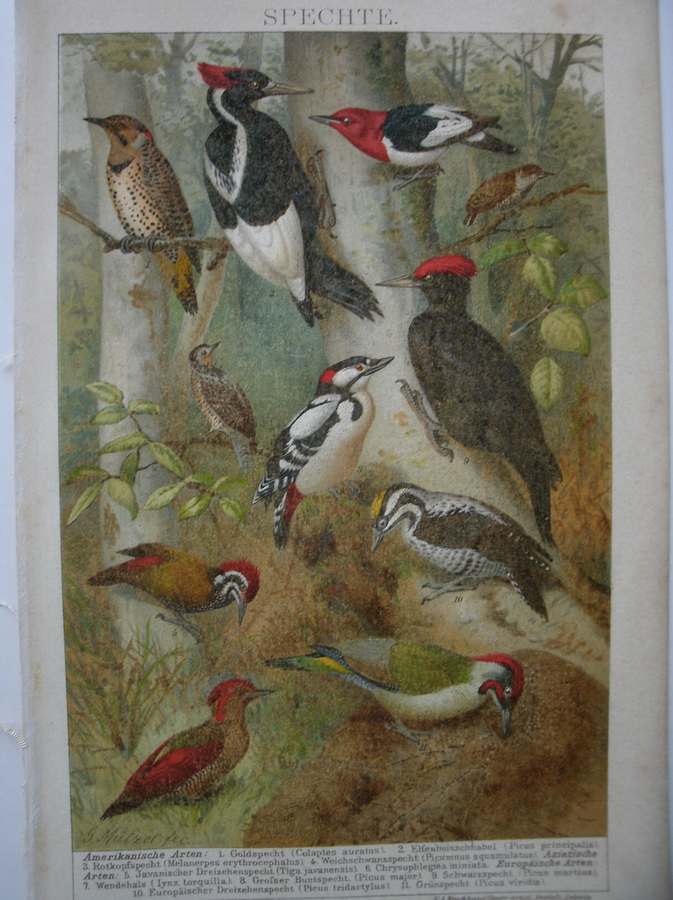 antique print (prent). - Spechte. Bird print.