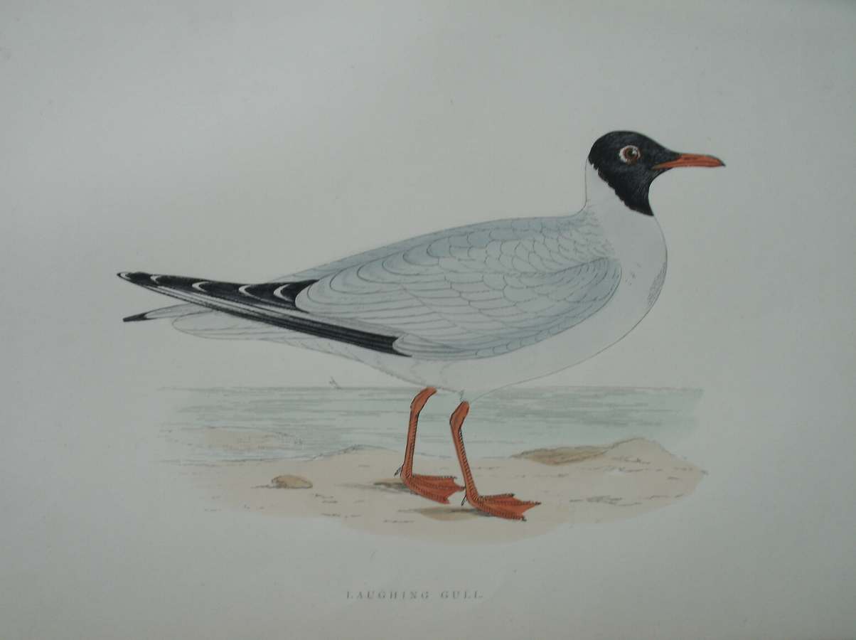 antique print (prent) - Laughing Gull. Bird print. (Lachmeeuw).