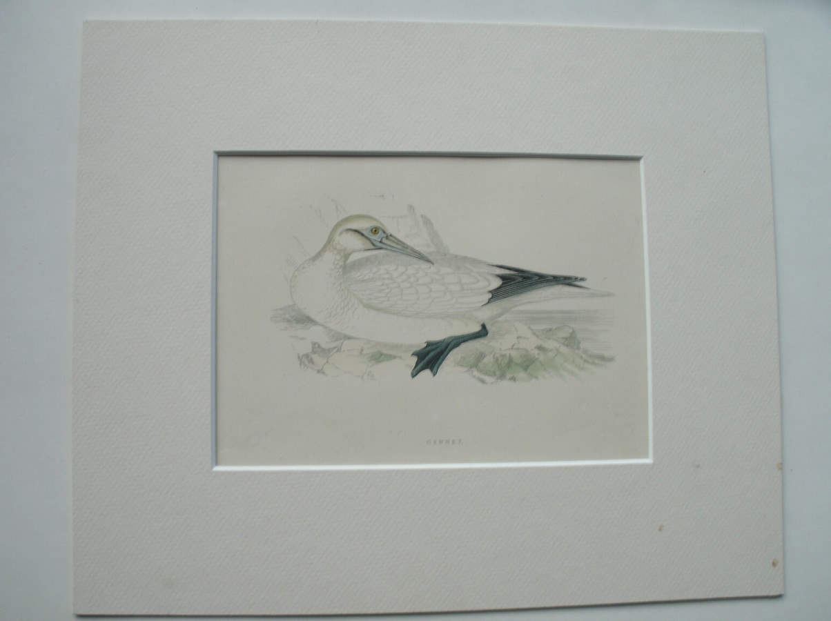 antique print (prent) - Gannet. Bird print. (Jan van Gent).