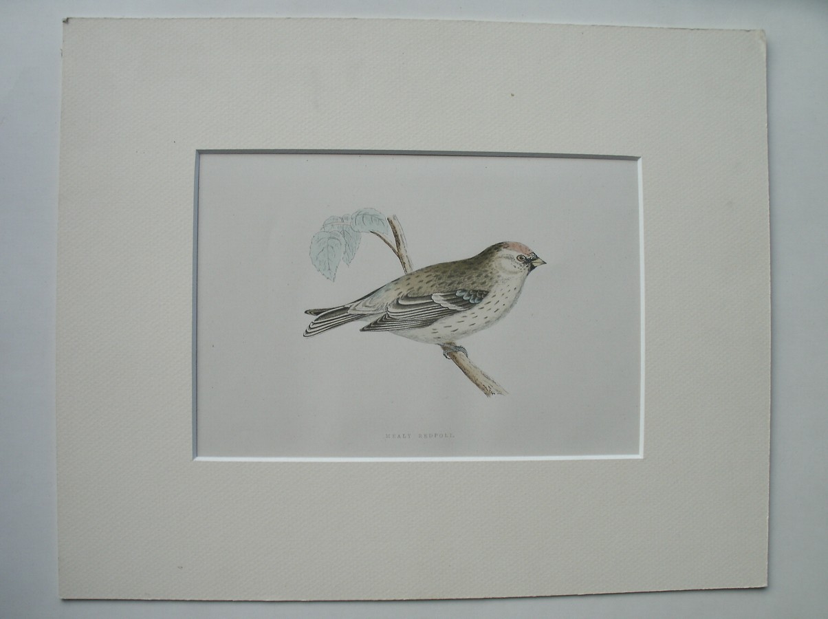 antique bird print. - Mealy Redpoll. Antique bird print. (Grote barmsijs)