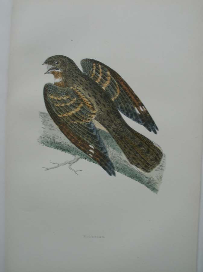 antique bird print. - Nightjar. Antique bird print. (nachtzwaluw).