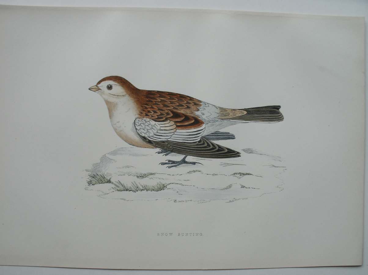 antique bird print. - Snow Bunting. Antique bird print. (Sneeuwgors).