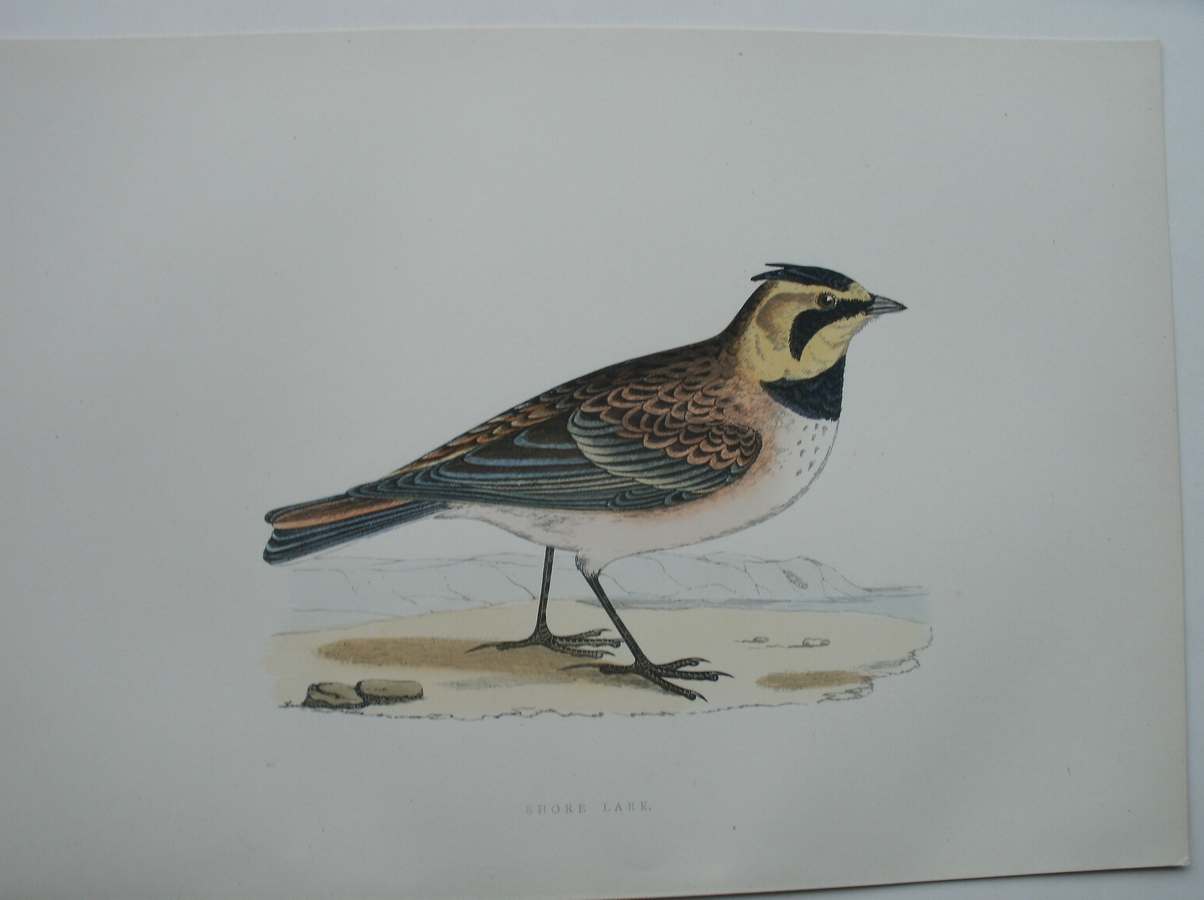 antique print (prent). - Shore Lark. Antique bird print. (Strandleeuwerik).