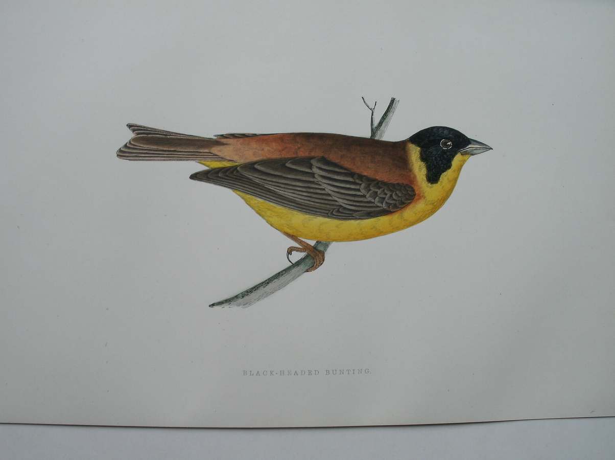 antique print (prent). - Black headed Bunting. Antique bird print. (Zwartkopgors).