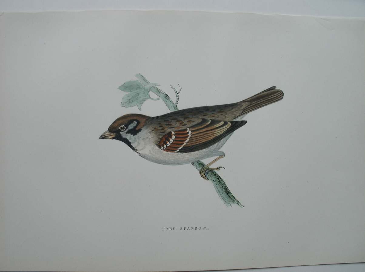 antique bird print. - Tree sparrow. Antique bird print. (Ringmus).