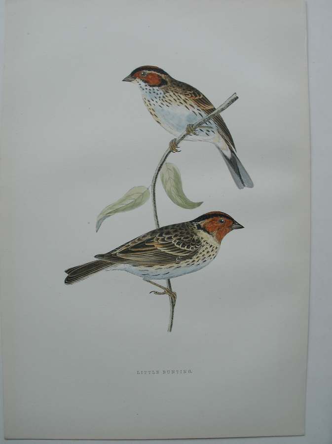 antique bird print. - Little Bunting. Antique bird print. (Dwerggors).