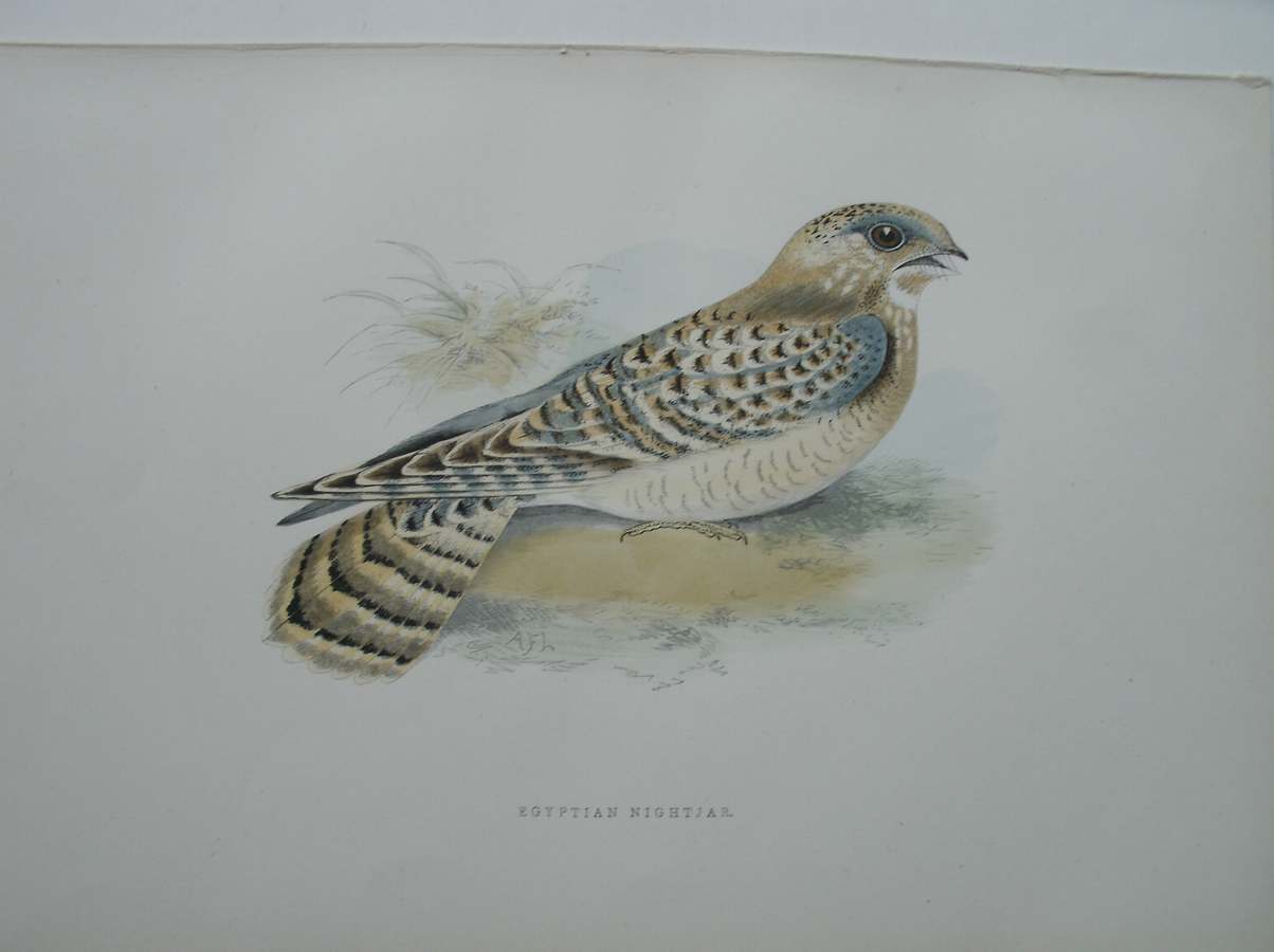 antique bird print. - Egyptian Nightjar. Antique bird print.