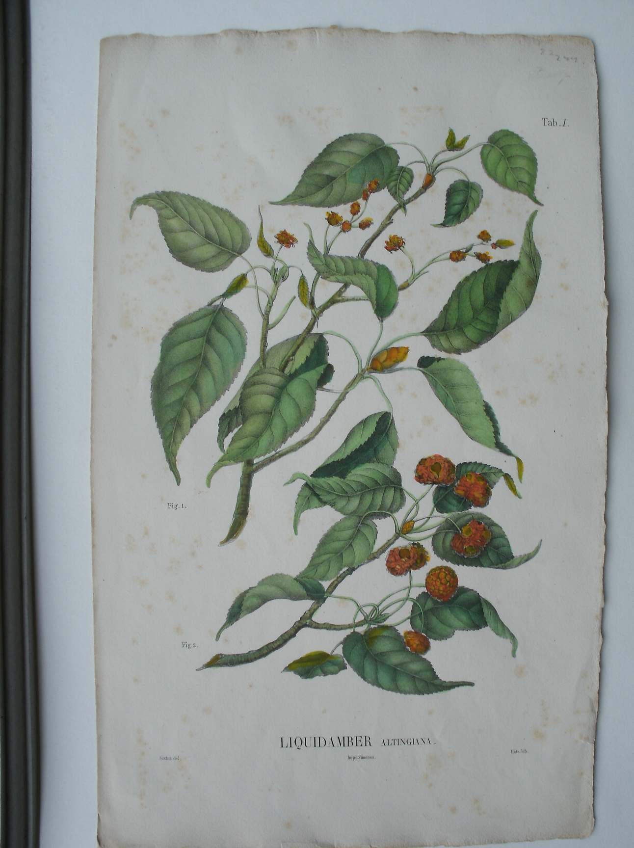 antique print (prent) - Liquidamber altingiana.