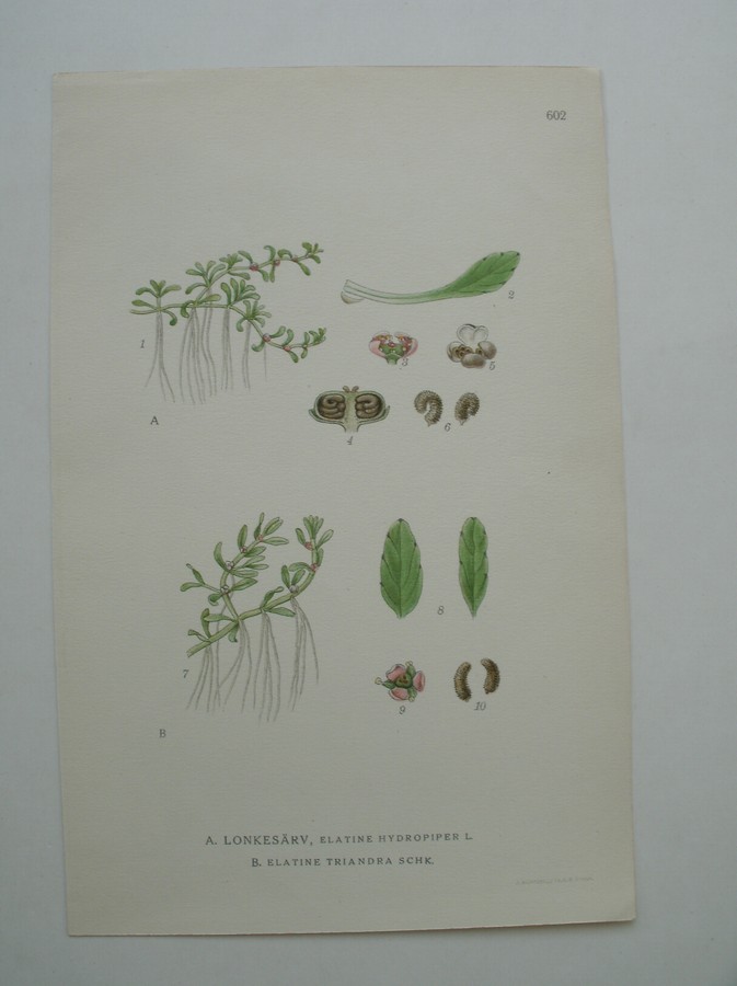 antique print (prent) - A: Lonkesarv, Elatine Hydropiper L. B: Elatine Triandra Schk. (Klein glaskroos, Drietallig glaskroos).