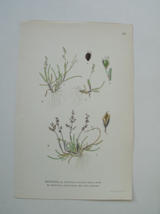 antique print (prent) - Snogras, A: phippsia algida (sol.) R. Br. B: Phippsia concinna (TH. FR.) Lindeb. (gras, grassen).