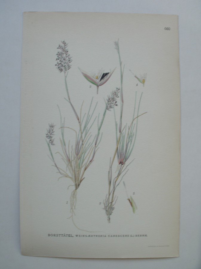 antique print (prent) - Borsttatel. Weingaertneria canescens (L.) Bernh. (Buntgras).