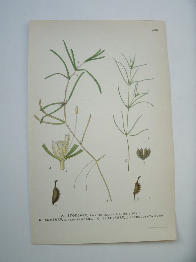 antique print (prent) - (Fonteinkruid) A. Storsarv, Zannichellia major boenn. B. Smasar, z. repens boenn. C. Skaftsarv, z. pedunculata rchb.
