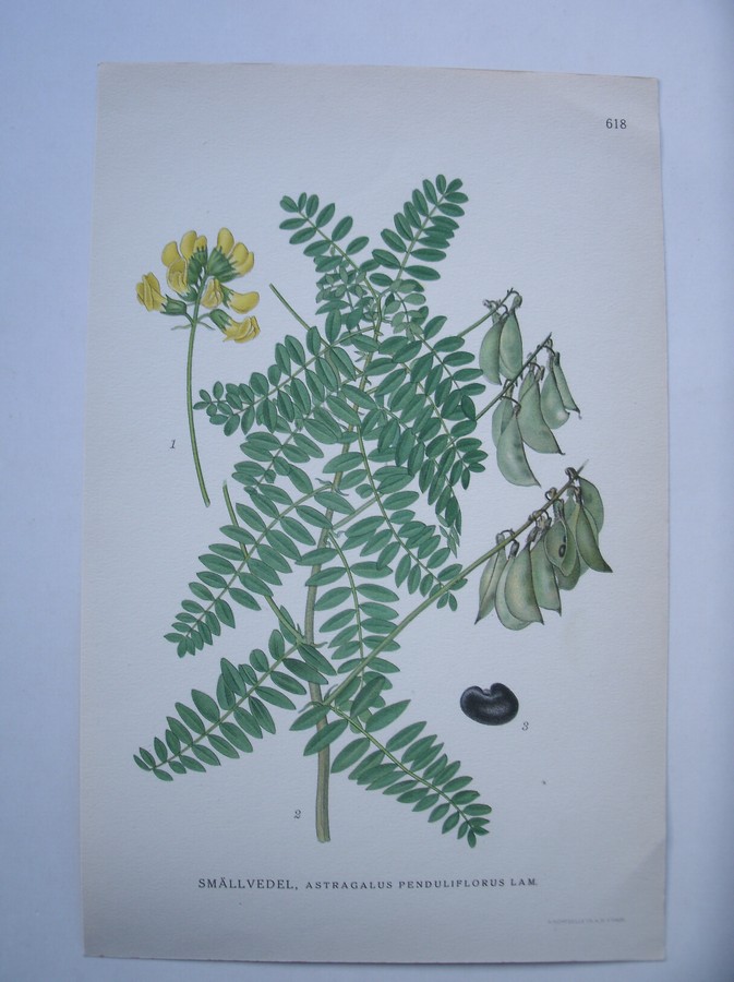antique print (prent) - Smallvedel, astragalus penduliflorus lam.