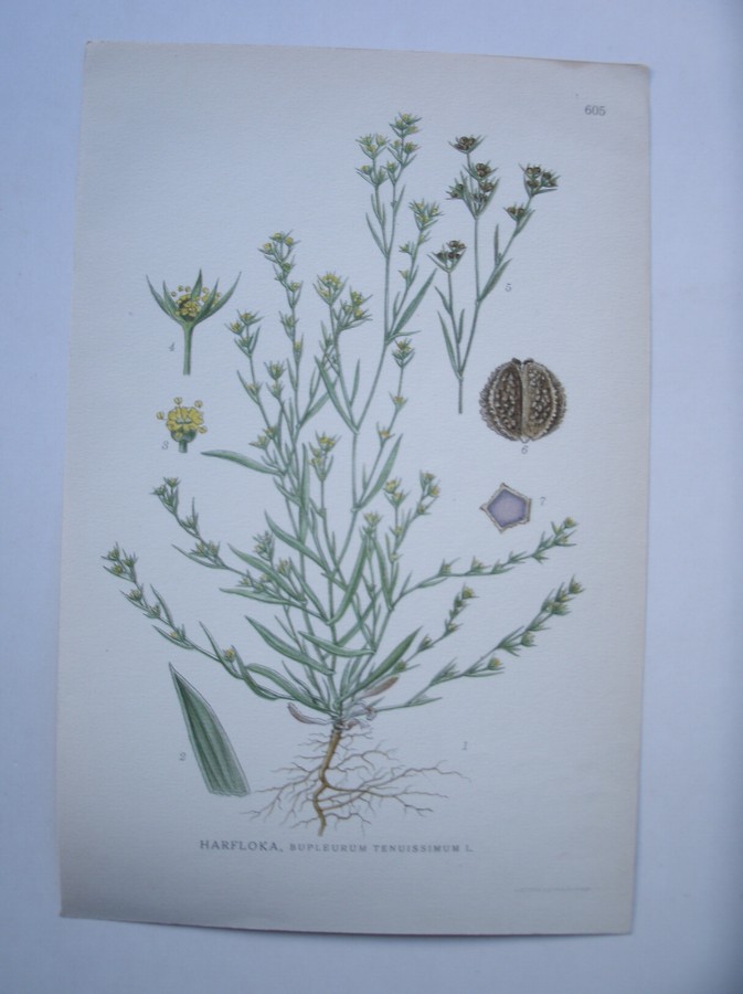 antique print (prent) - Harfloka, bupleurum tenuissimum l.