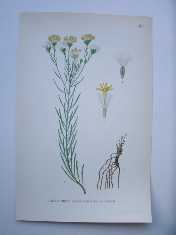 antique print (prent) - Gullborste, aster linosyris (l.) bernh.